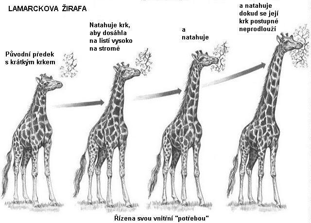 Lamarckova evoluční žirafa