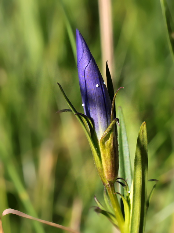 Modrásek hořcový (Maculinea alcon)
