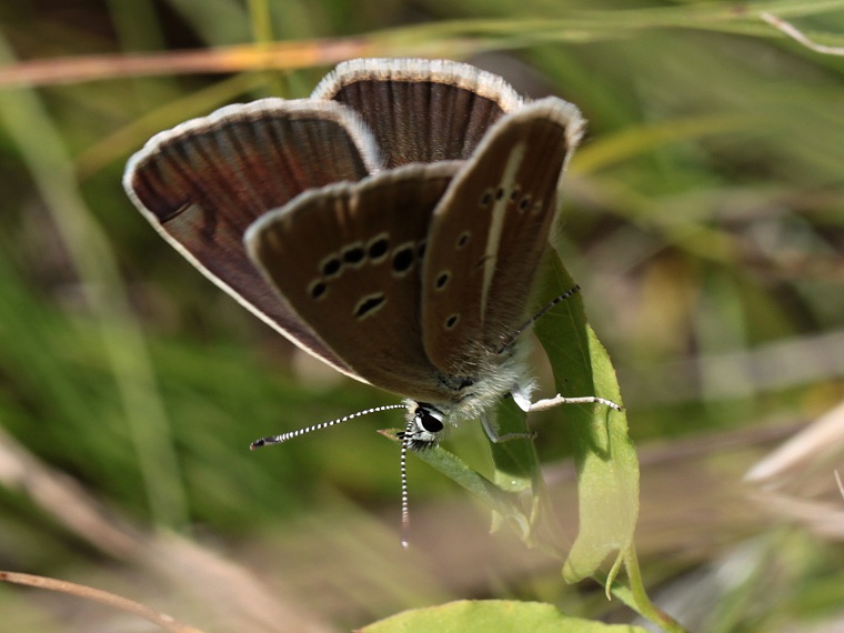 Modrásek ligrusový (Polyommatus damon)