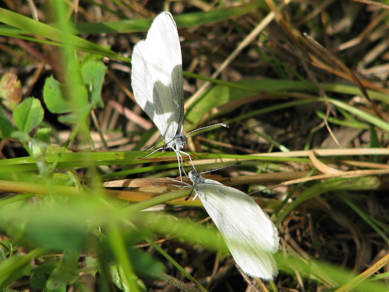 Bělásek juvernica (Leptidea juvernica)
