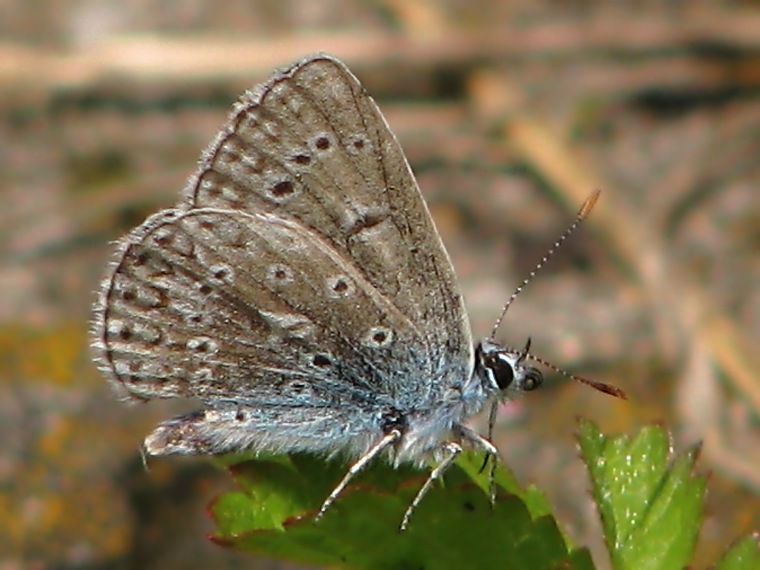 Modrásek vičencový (Polyommatus thersites)