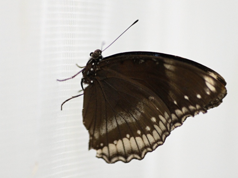 Motýlí dům - živí motýli