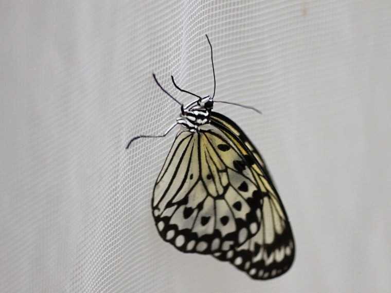 Motýlí dům - živí motýli