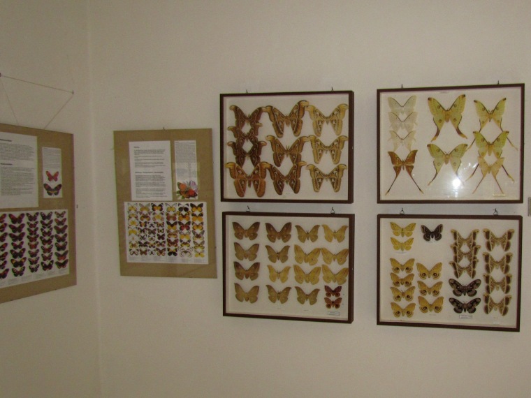 Motýlí dům - sbírka preparovaných motýlů